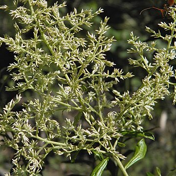 Cassinia subtropica unspecified picture