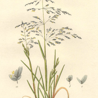 Catabrosa unspecified picture