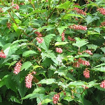 Neillia thibetica unspecified picture