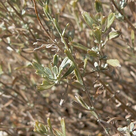 Artemisia bigelovii unspecified picture