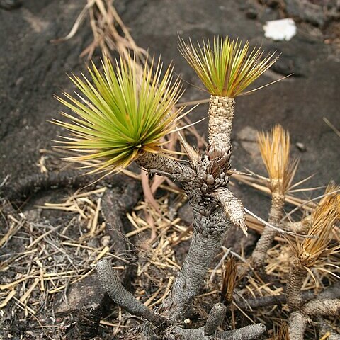 Microdracoides unspecified picture