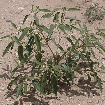 Croton texensis unspecified picture