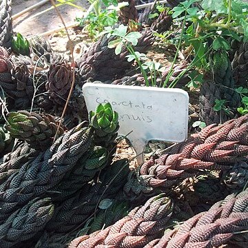 Haworthiopsis coarctata var. tenuis unspecified picture