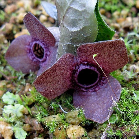 Asarum blumei unspecified picture