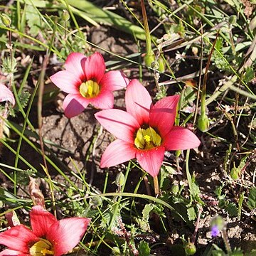 Romulea eximia unspecified picture