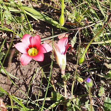Romulea eximia unspecified picture