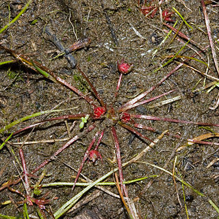 Trithuria unspecified picture