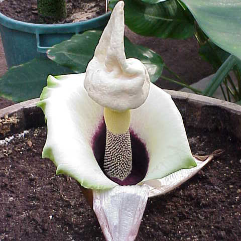 Amorphophallus prainii unspecified picture