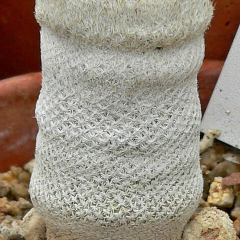 Epithelantha bokei unspecified picture