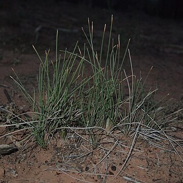 Eleocharis pallens unspecified picture