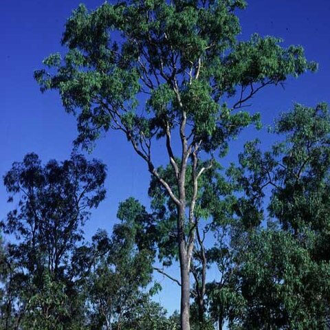 Eucalyptus leptophleba unspecified picture