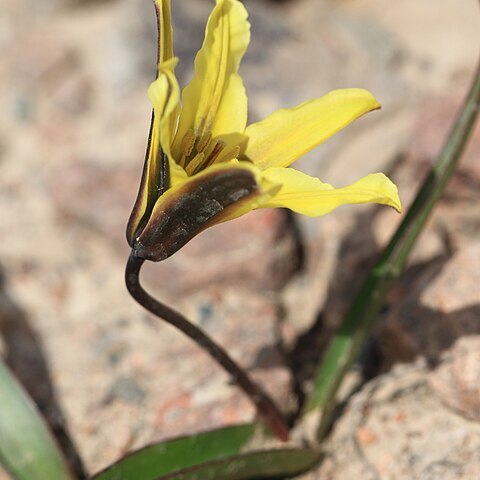 Tulipa heterophylla unspecified picture