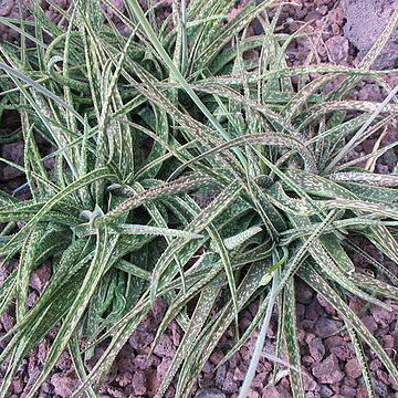Aloe bellatula unspecified picture