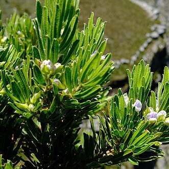Otholobium nitens unspecified picture