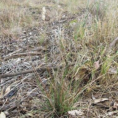 Rytidosperma fulvum unspecified picture