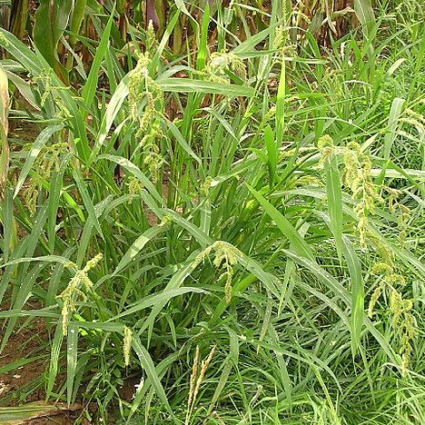 Echinochloa unspecified picture