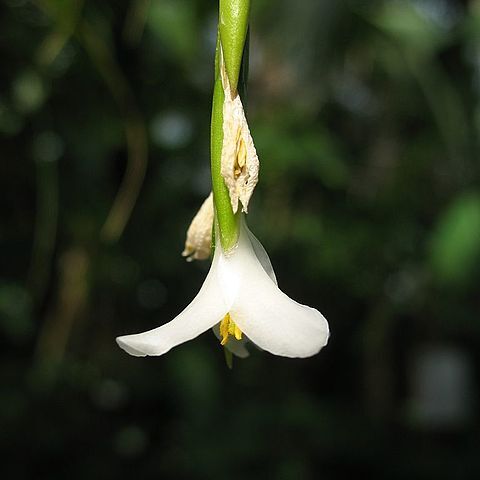 Tillandsia alvareziae unspecified picture