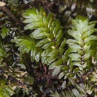 Distichophyllum unspecified picture