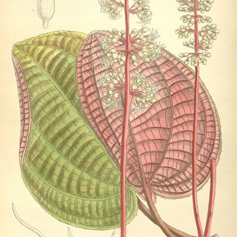Allomorphia unspecified picture