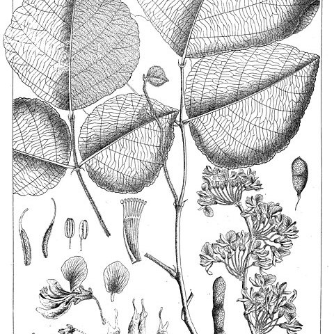 Ougeinia oojeinensis unspecified picture