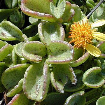 Bidens mauiensis unspecified picture