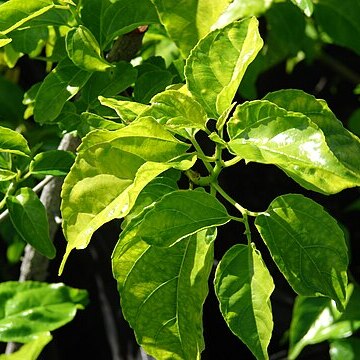 Colubrina unspecified picture