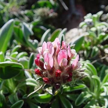 Anthyllis vulneraria subsp. iberica unspecified picture