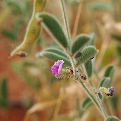 Tephrosia stuartii unspecified picture