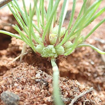 Isoetopsis unspecified picture