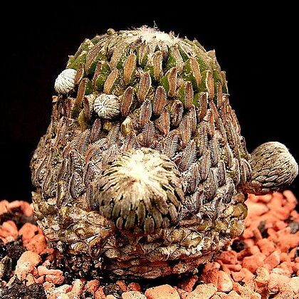 Pelecyphora unspecified picture