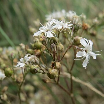 Gypsophila fastigiata unspecified picture