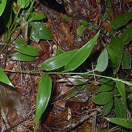 Orthoclada unspecified picture