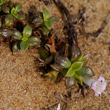 Hydrophylax maritima unspecified picture
