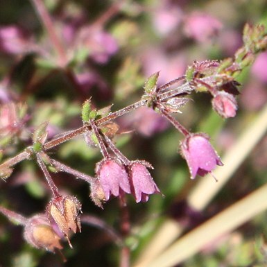 Erica planifolia unspecified picture