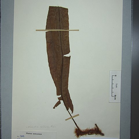 Oleandra sibbaldii unspecified picture