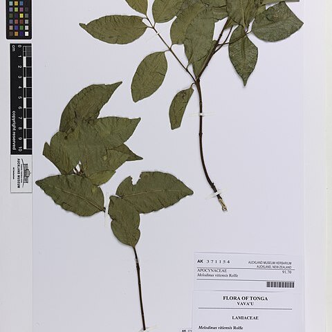 Melodinus vitiensis unspecified picture