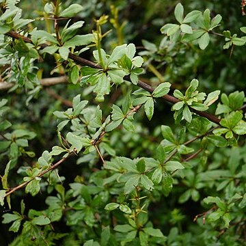 Berberis chitria unspecified picture
