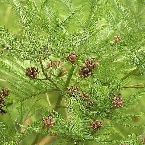 Glyptostrobus pensilis unspecified picture