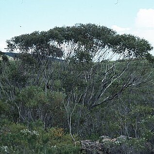 Eucalyptus aquilina unspecified picture