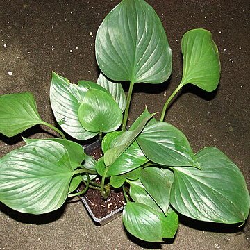 Homalomena unspecified picture