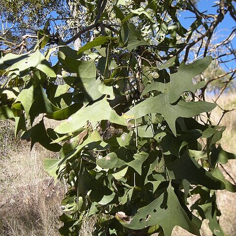 Erythrina vespertilio unspecified picture