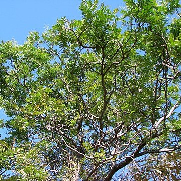 Simarouba versicolor unspecified picture
