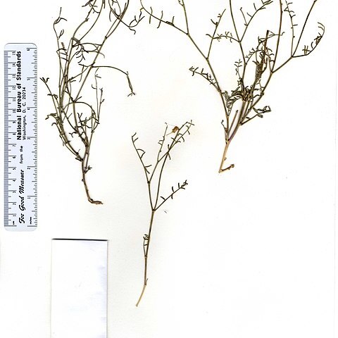 Astragalus casei unspecified picture