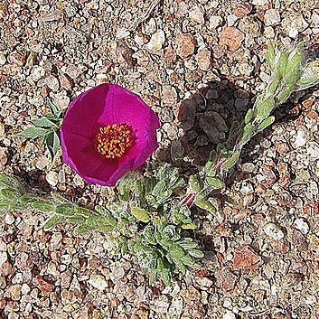 Portulaca confertifolia unspecified picture