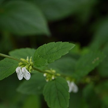 Leucas decemdentata unspecified picture