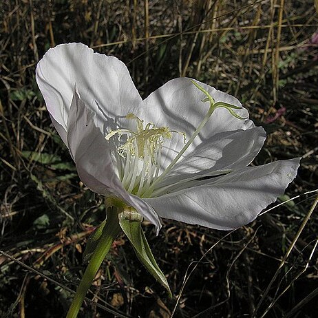 Oenothera acaulis unspecified picture
