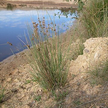 Juncus australis unspecified picture