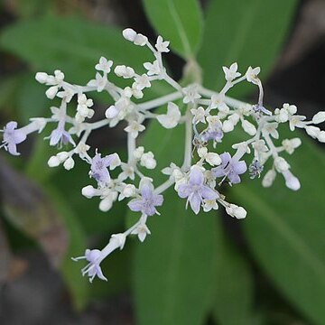 Neanotis sahyadrica unspecified picture