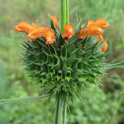 Leonotis ocymifolia unspecified picture