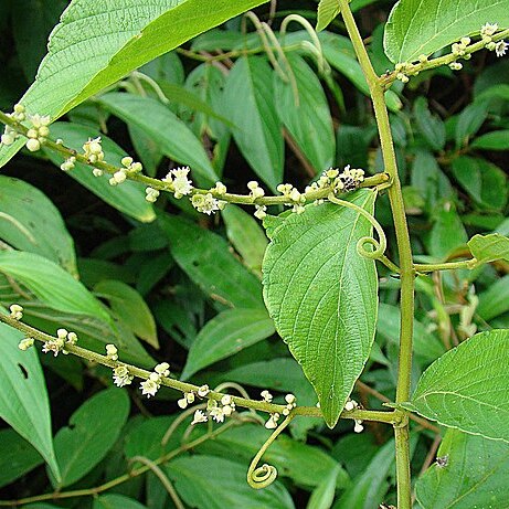Gouania lupuloides unspecified picture